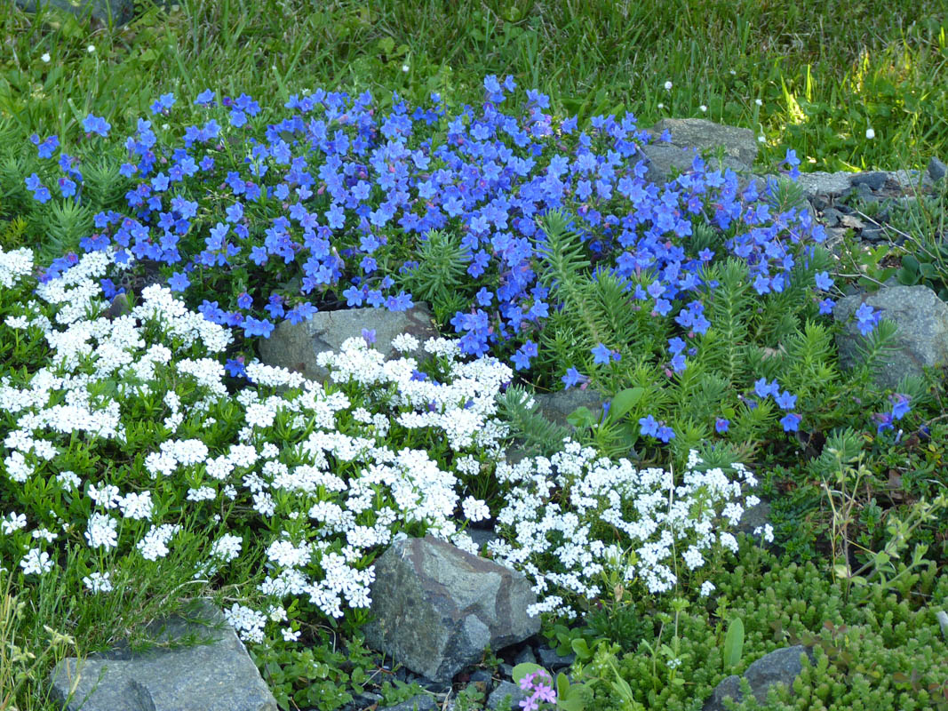 Lithodora diffusa 'haevenly blue' photo